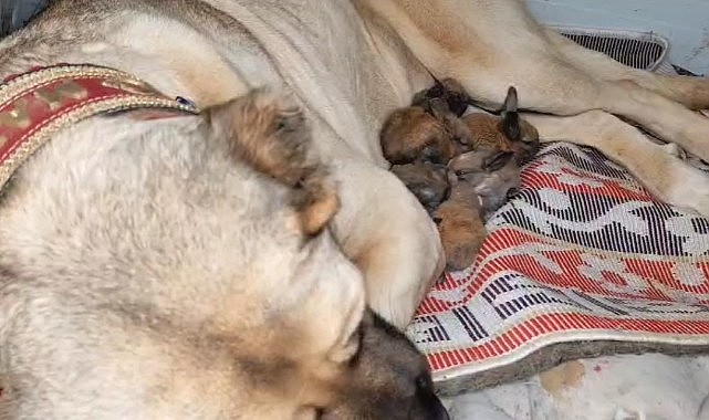 Annelik içgüdüsü sınır tanımadı: Kangal köpeği şimdi de tavşanlara bakıyor