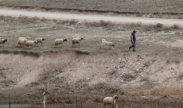 Baharın gelişiyle Diyadin'de koyunlar yeniden yola koyuldu