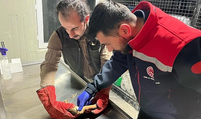 Balaban kuşuna uzanan şefkat eli