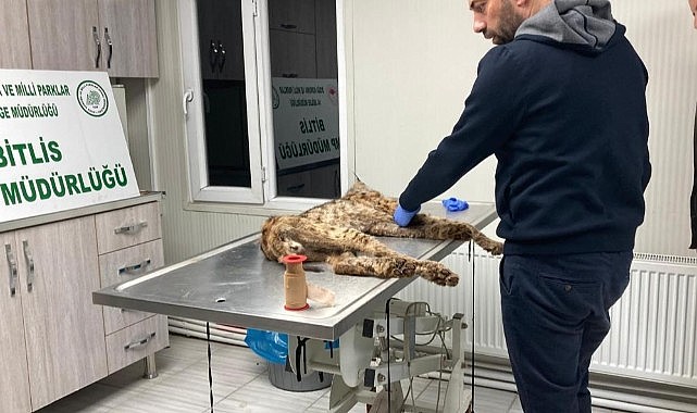 Bitkin hale bulunan vaşak koruma altına alındı