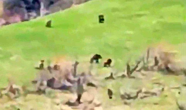 Böylesi ilk kez görüntülendi: Kış uykusundan uyanan 8 bozayı bir arada