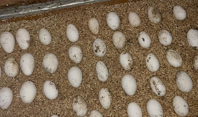 Çiftçilerin gelir kapısı oldu: Kaz yumurtası büyük ilgi görüyor