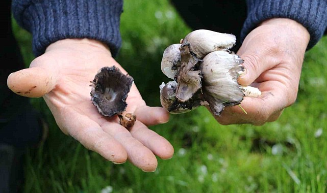 Doğadan toplanan mantarlara dikkat