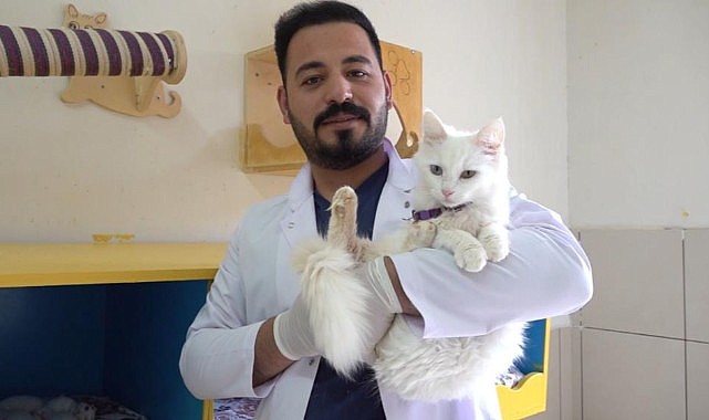 Dünya güzeli Van kedisi ‘Su' 5 yavru doğurdu