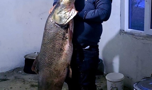 Elazığ'da dev turna balığı yakalandı: Ağırlığı 60 kilogram