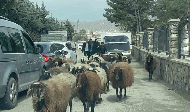 Elazığ'da trafikte sürpriz konuk: Koyun sürüsü şehir merkezinde yol kesti