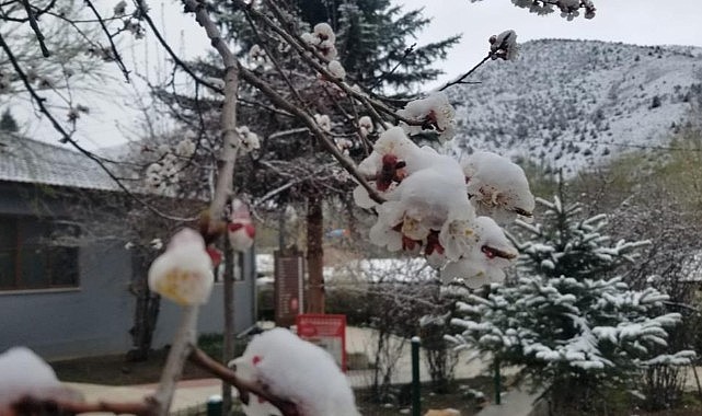 Erzincan’da çiçek açan meyve ağaçlarını don vurdu