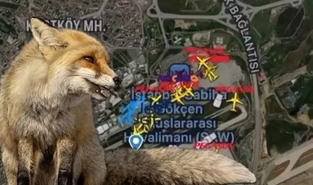 Havalimanı’nda tilki alarmı
