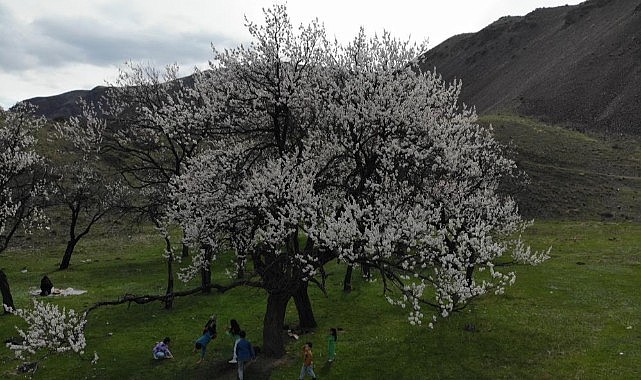 Kars’ta çiçek açan kayısı ağaçları görenleri büyülüyor