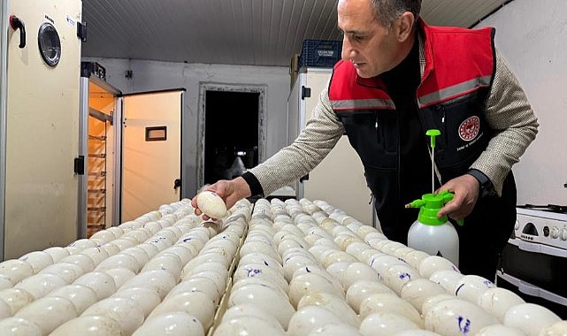 Kars’ta kaz yetiştiriciliğinde yeni dönem başlıyor