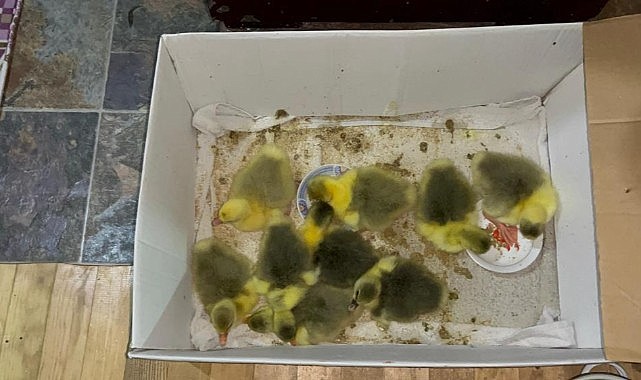 Kars’ta kazalar kuluçkaya yattı, yılın ilk yavruları çıktı
