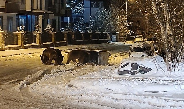 Kars'ta sokaklarda yiyecek arayan ayılar kamerada