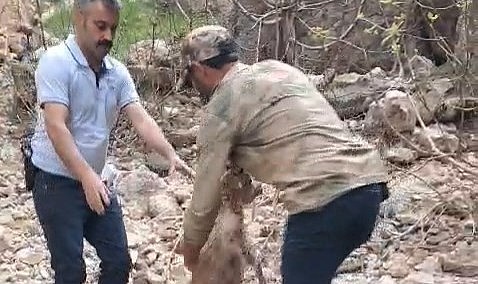Kayalıklarda mahsur kalıp suya atlayan yavru dağ keçisi kurtarıldı