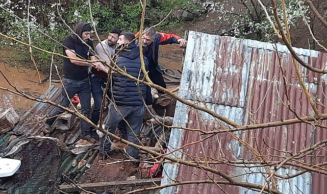 Sağanak felakete yol açtı: Su basan ahırda çok sayıda hayvan telef oldu