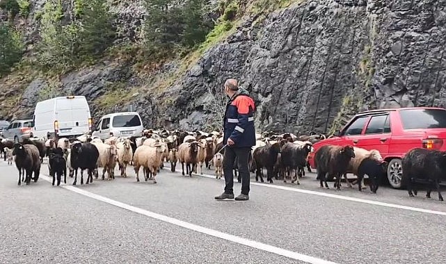 Trafik durdu, koyun sürüsü geçti
