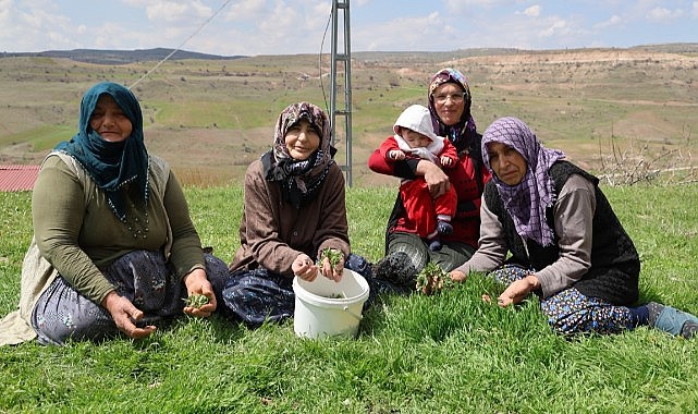 Türkülere konu olan madımak hasadı başladı