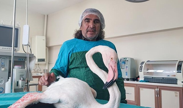 Yaralı bulunan flamingo Van'da tedavi altına alındı