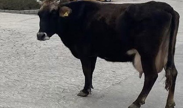 Yolunu kaybeden inek hastane önünü mesken tuttu