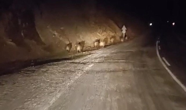 Yüksekova’da domuz sürüsü kamerada