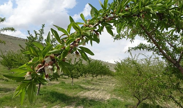 Zirai dondan etkilenmeyen badem bahçesi üreticisini de şaşırttı