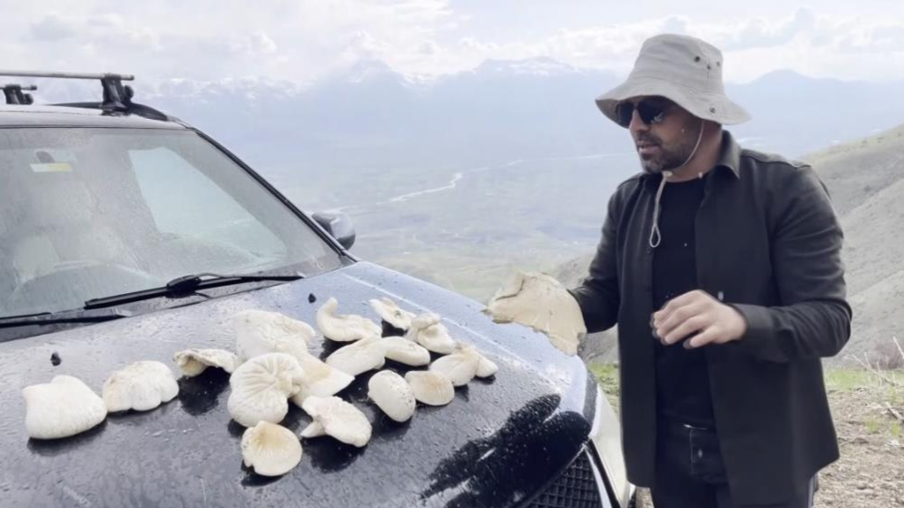 2 bin rakımın üzerinde yetişen mantarları topluyorlar