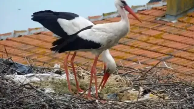 Kuluçkaya yatan Yaren leyleğin 2 yavrusu yumurtadan çıktı