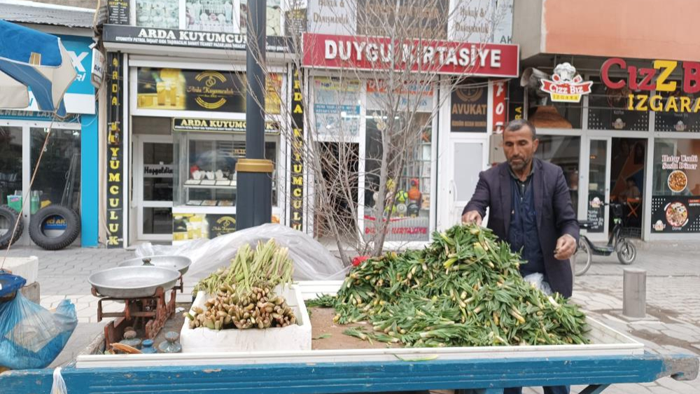 Baharın müjdecisi ışkın ve çiriş tezgahları süslüyor