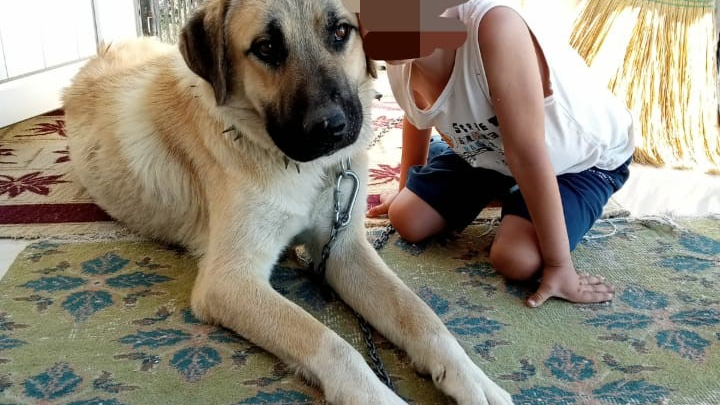Isırdığını iddia ettiği köpeği silahla vurdu, sahipleri şikayetçi oldu