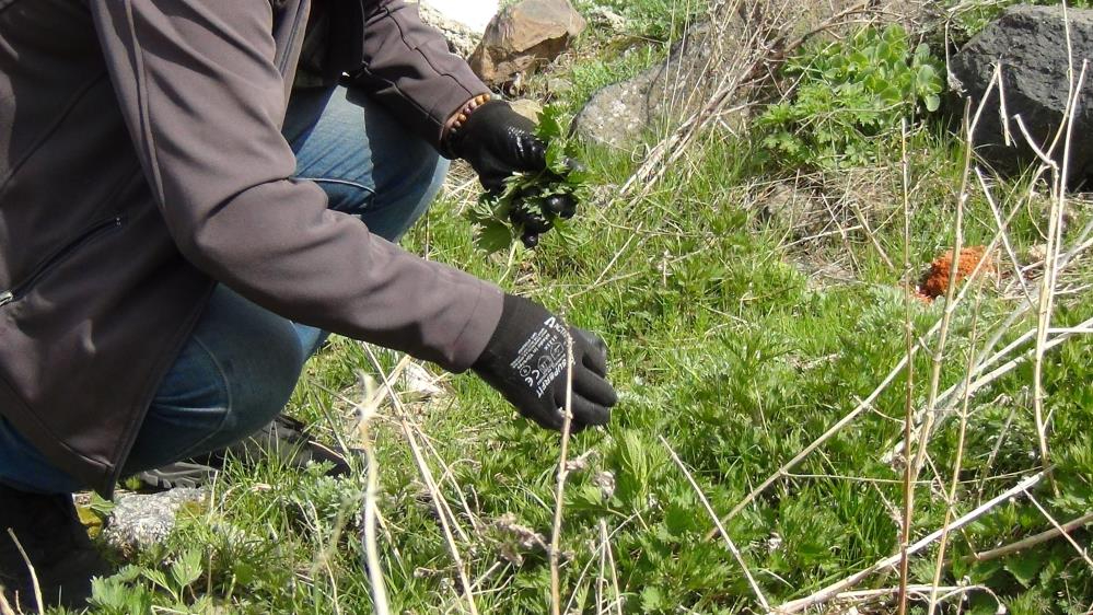 Kars'ta uzmanlar uyardı: "Her ot şifa anlamına gelmiyor"