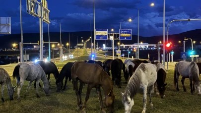 Dikkat: Her yerden at çıkabilir!
