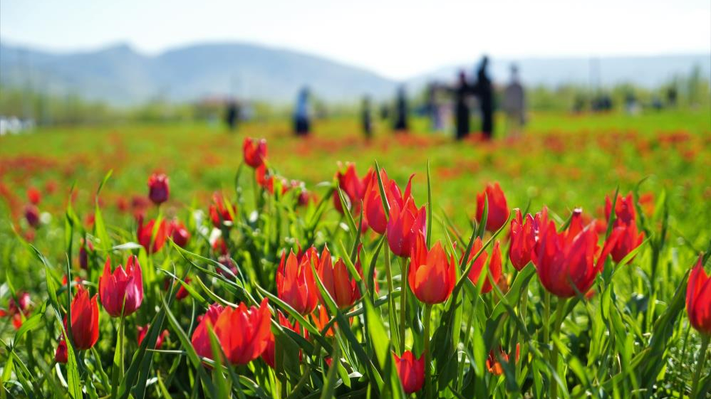 Muş’ta 20 günlük &quot;lale devri&quot; başladı