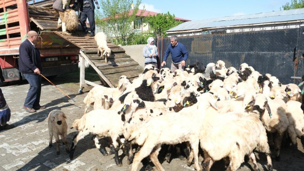 Erzincan’da yayla göçü başladı: Şavaklı üreticiler emek yolculuğunda