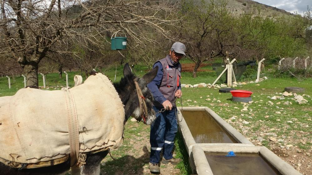 Yetiştirici, eşeği Kadife'ye gözü gibi bakıyor