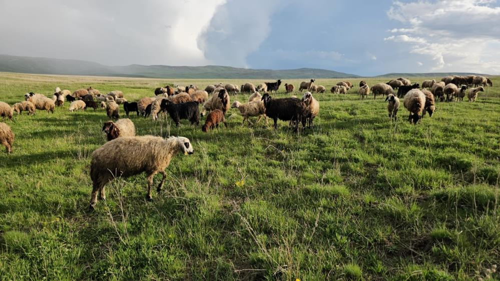 Yayla zamanı: Besiciler 7 aylık göçe başladı