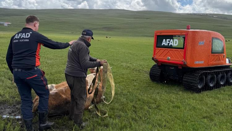Bataklığa saplanan inek böyle kurtarıldı