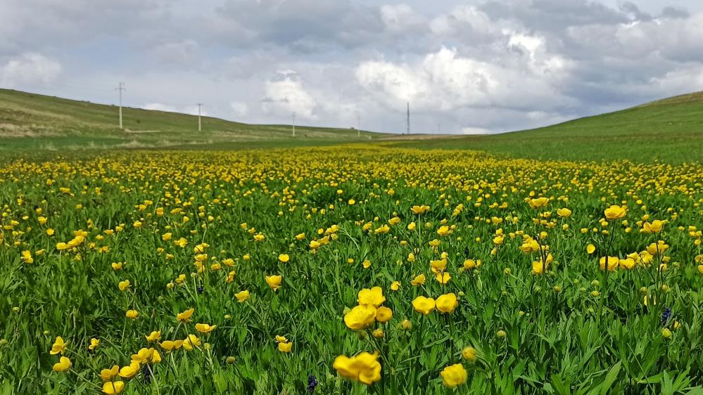 Ovalar düğün çiçekleri ve mor sümbüllerle şenlendi