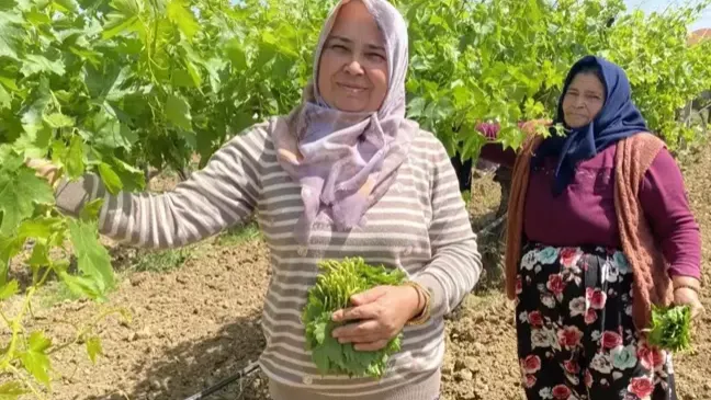 Kilosunu 70 TL'ye satıyorlar hiç masrafı yok