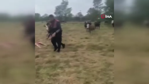 Büyükbaş hayvanın doğumunu jandarma yaptırdı