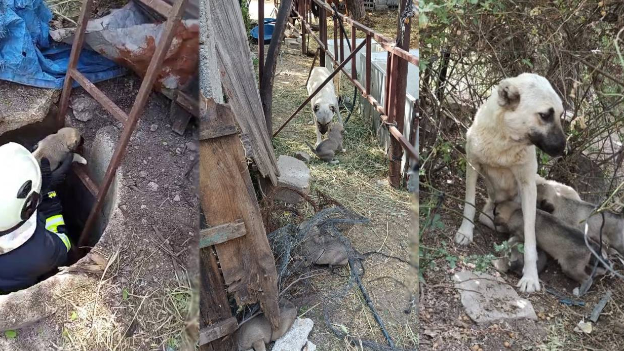 Anne köpeğin kuyuya düşen yavrularına kavuşması yürekleri ısıttı