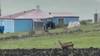 Ardahan'da dağ keçileri görüldü