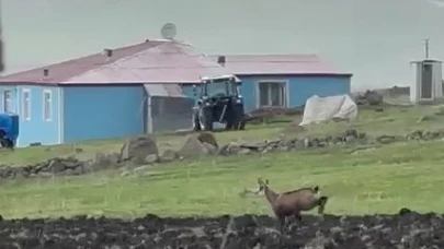 Ardahan'da dağ keçileri görüldü