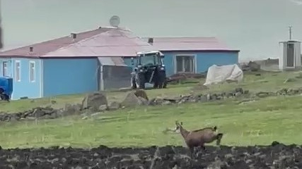 Ardahan'da dağ keçileri görüldü