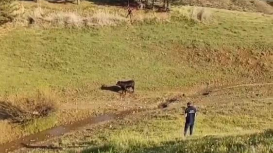 Sahibinin elinden kaçan ineği belediye ekipleri yakaladı