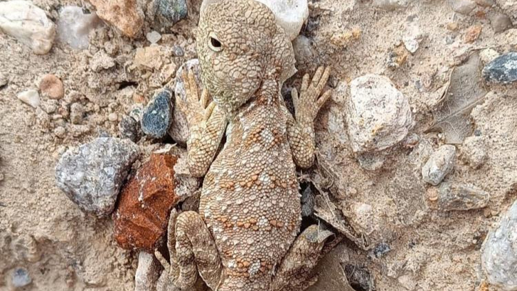 Erzincan’da nesli tükenme tehlikesi altındaki ‘Bozkır Keleri’ görüntülendi