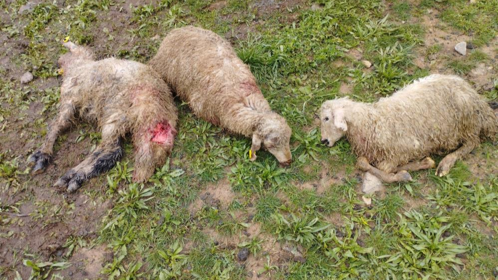 Ağıla giren kurtlar 15 kuzuyu telef etti, 15’ini yaraladı, 30'u ise kayboldu