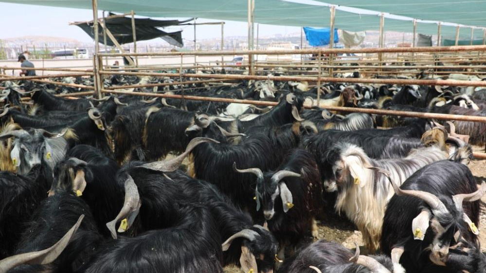 Elazığ’da kurban kesim alanları açıklandı