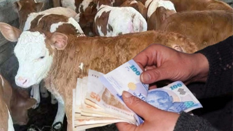 Çitçiler sıcak paraya kavuştu