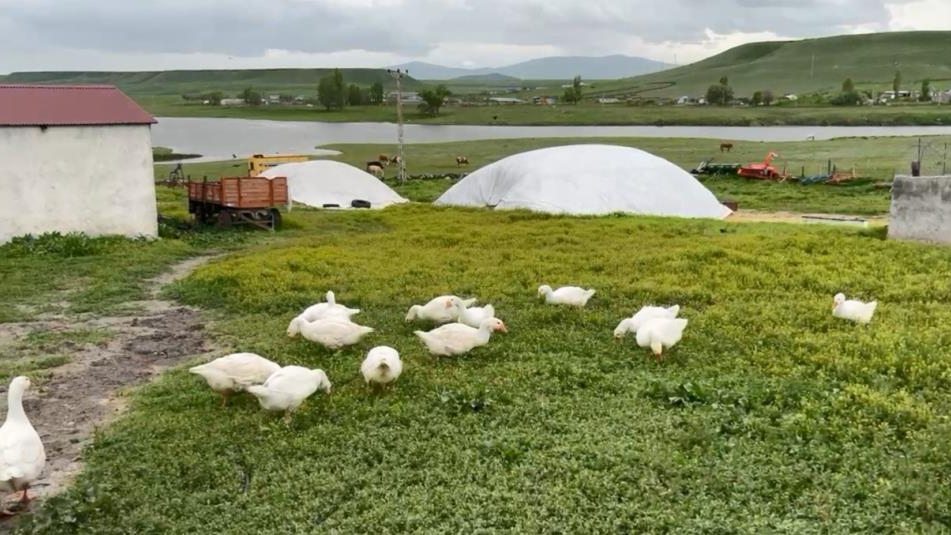 Kars'ta kaz, gram altınla yarışıyor