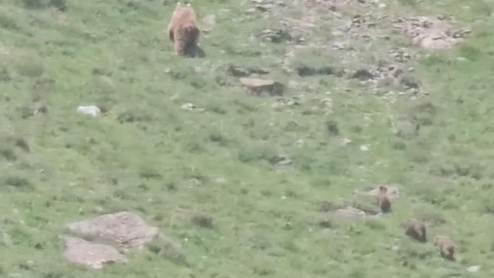Hakkari'de anne ayı yavrularıyla görüntülendi