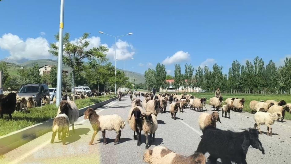 Küçükbaş hayvan sürüleri trafiği tehlikeye düşürüyor